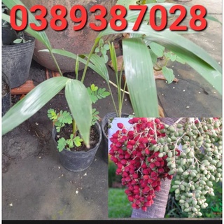 Trái cau kiểng giống 40 quả