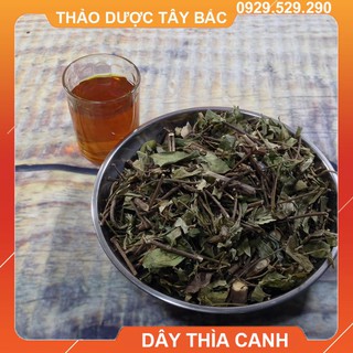 Lá Thìa Canh - Cây Thìa Canh