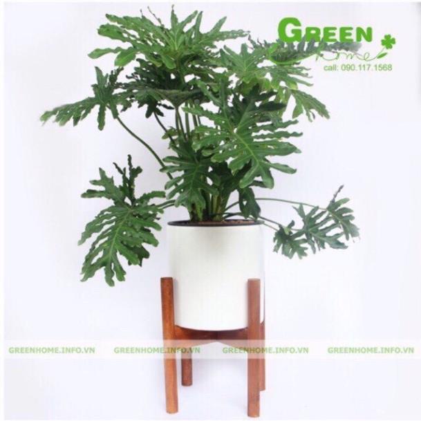 Đôn gỗ / Kệ gỗ kê chậu cây cảnh,bình nước, ship nhanh ạ
