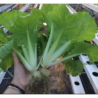 Cải Bẹ Dún RĐ 67