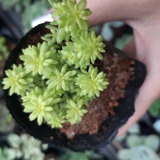 Sen Đá Sedum Vàng 4-6cm siêu đẹp - 1 đổi 1.