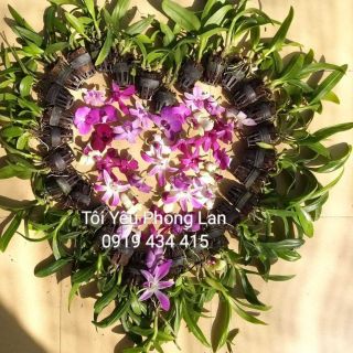 Combo dendro 20 chậu cây giống, 50% cây Việt, 50% cây Thái. Lựa ngẫu nhiên khác loại mini,màu, nắng đều có.