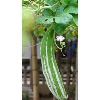 Hạt giống cây lặc lày (lặc lè, mướp Nhật)