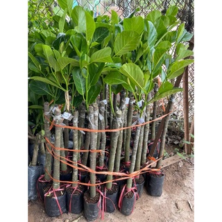 Cây Mít Thái Ra Quả Siêu Sớm Trái To Ngọt Đậm Ít Hạt Dễ Trồng Sinh Trưởng Nhanh Cho Năng Suất Cao