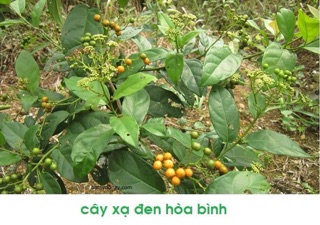 [HADMADE] Cao xạ đen cô đặc nguyên chất