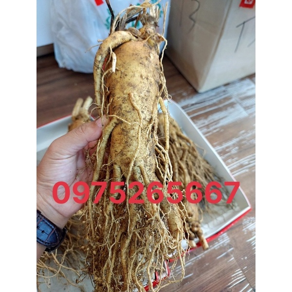 SÂM TƯƠI HÀN QUỐC HÀNG HIẾM 2 CỦ VÀ 3 CỦ/1kg