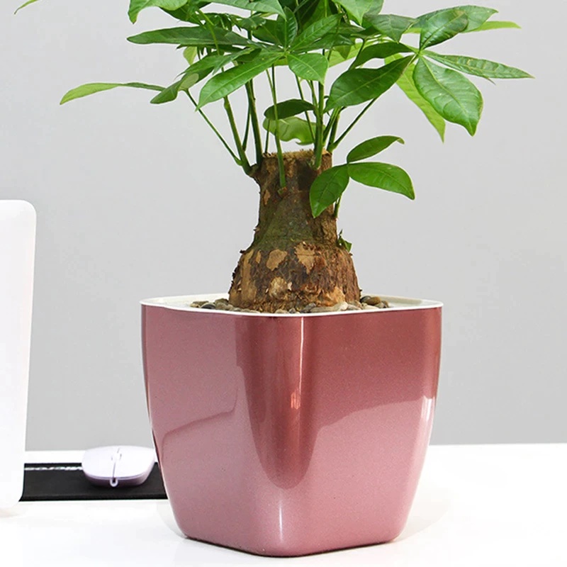 Chậu cây để bàn Oliz G1. Chậu trồng cây mini có chức năng tự tưới nước cho cây. Trang trí nhà ở, văn phòng, bàn làm việc