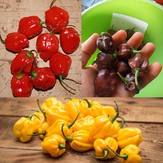 Hạt giống ớt Habanero