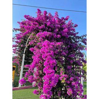 Cây 🌲 Giấy  Vạn Hoa Lầu  leo cổng
