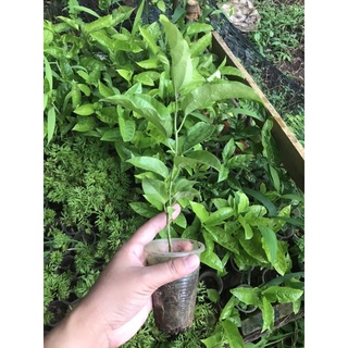 Cây giống chanh leo tím