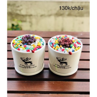 Chậu sen đá kim cương, cây để bàn