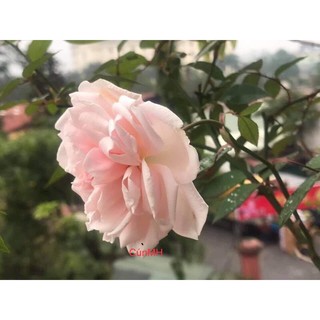 Cây hồng cổ đào hữu cơ