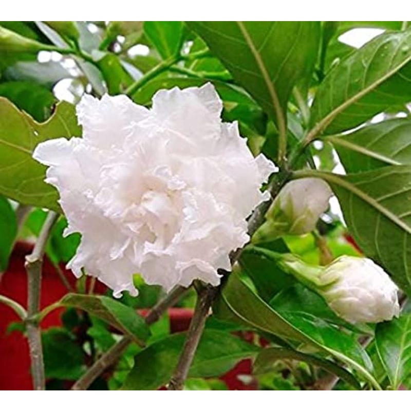 Lài tuyết,lài nữ hoàng