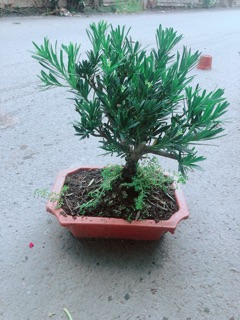 Chậu Tùng Vạn Niên 22cm