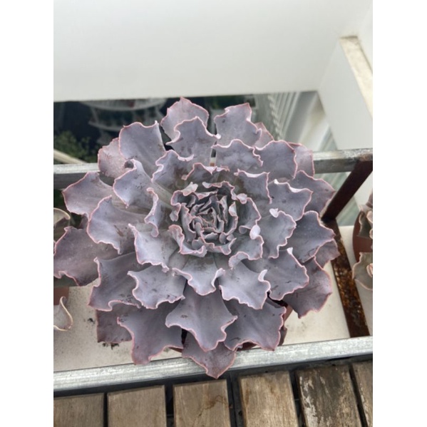 Sen đá bắp cải size 20cm