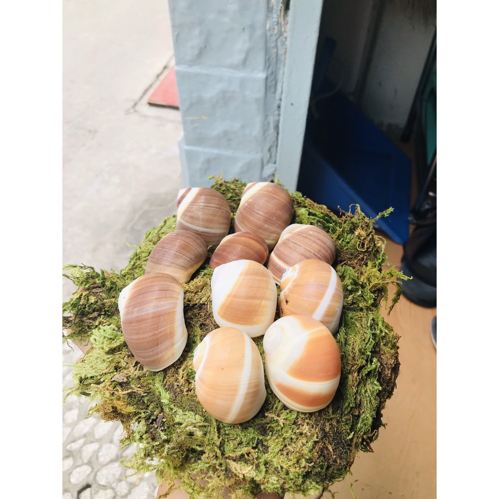 Vỏ Mỡ trắng vàng có nhiều size nhắn tin để chọn