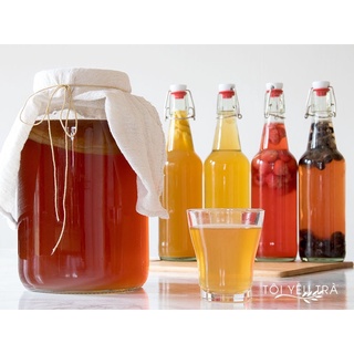 Scoby - Men làm trà Kombucha