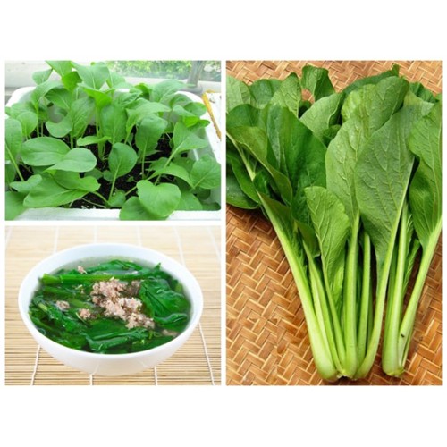 hạt giống Cải ngọt cọng xanh