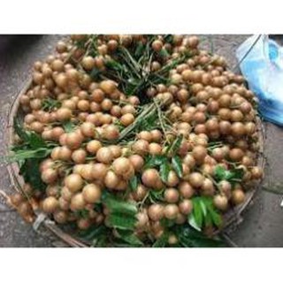 sản phẩm CÂY QUẤT HỒNG BÌ