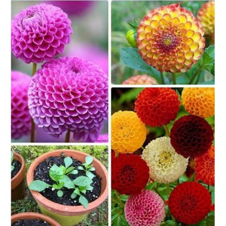 30 Hạt giống hoa thược dược tổ ong mix (Kèm kích thích hạt nảy mầm)