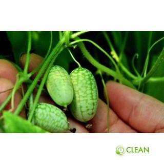 Hạt giống Dưa hấu tí hon (10 hạt)