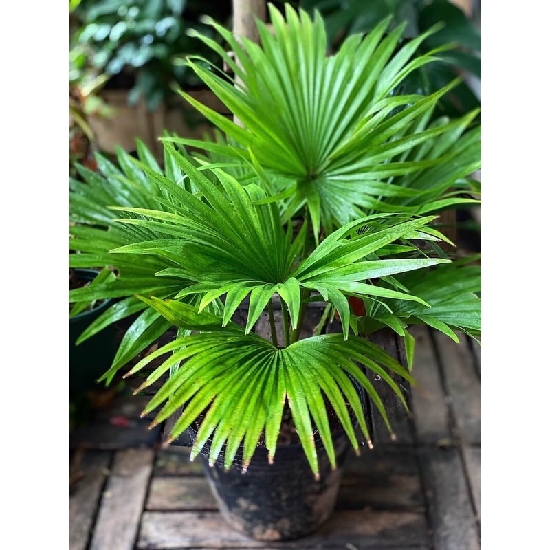 Cây Livistona chinensis Chinese Fan Palm (Cọ Quạt Mini) bầu nhựa đen