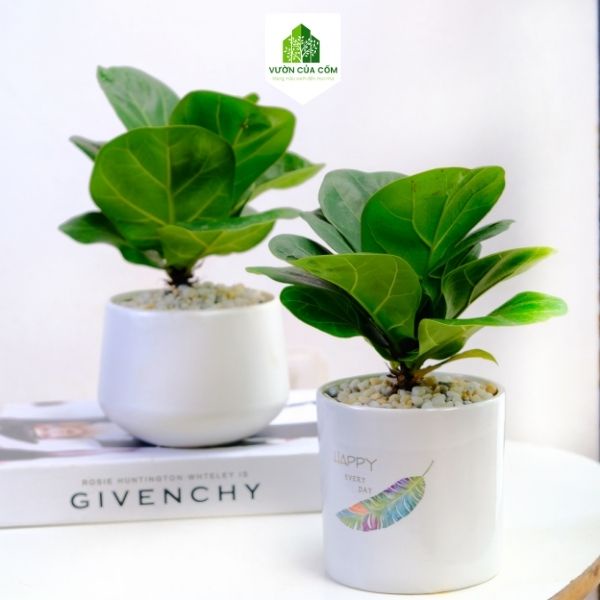 Cây Bàng Singapor để bàn kèm chậu sứ trắng  cây phong thủy mang lại tài lộc cho gia chủ . Cây + chậu KT cao 20 cm