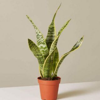 Cây lưỡi hổ viền vàng (không chậu)