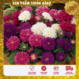 Combo 10 gói hạt giống hoa dễ trồng dễ lên dễ chăm sóc cho người mới trồng