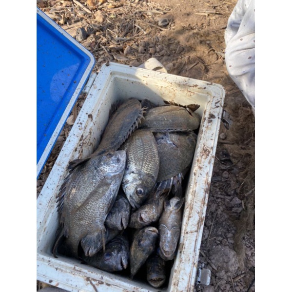 Mồi bột câu cá Tráp ,  nâu , chim,vầu,dìa..