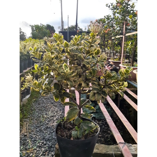 Cây bông trang lá cẩm thạch