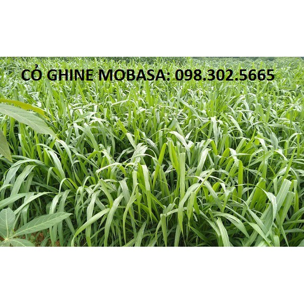 Hạt giống cỏ xả lá lớn Mobasa ghine gói 500g - Cỏ chăn nuôi trâu, bò, gà, heo, cá ,thỏ ... chất lượng