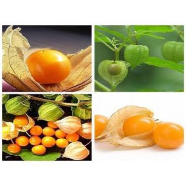 Cây Tầm Bóp khô 1kg ( cây thù lù, cây lồng đèn, cây bôm bốp) hàng chuẩn loại 1