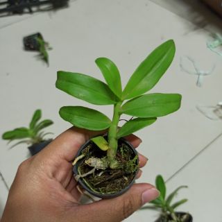 Trầm trắng giống