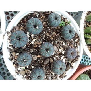 xương rồng chuột mỹ