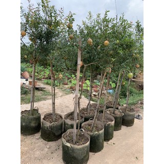 cây lựu Ấn Độ