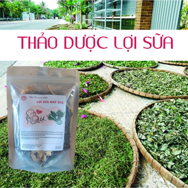 Thảo dược gọi sữa về,  bổ máu lợi sữa cho mẹ sau sinh