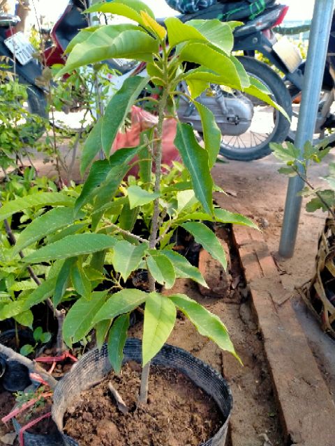 CÂY GIỐNG HOA NGỌC LAN CÂY TO KHỎE