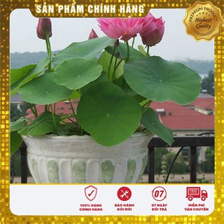 Hạt Giống Sen Mini Nhật( 5 hạt)