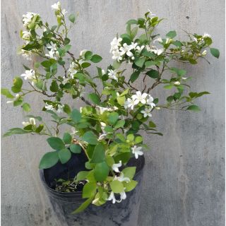 Cây nguyệt quế bonsai mini siêu bông