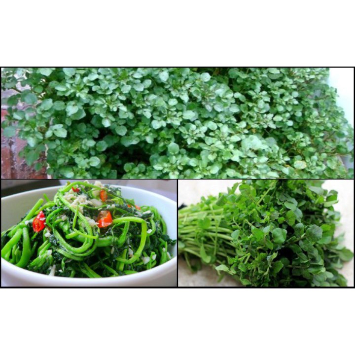 Hạt giống rau cải xoong