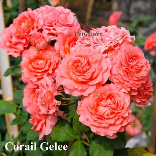 Hoa hồng Corail Gelee Rose - màu cam hồng, hoa chùm, lâu tàn