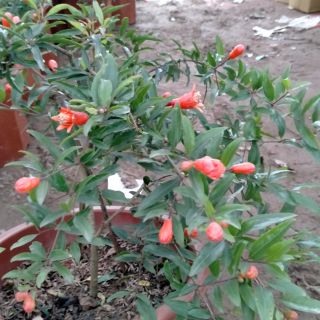 CÂY LỰU LÙN ĐANG RA HOA (tặng kèm phân bón lót)