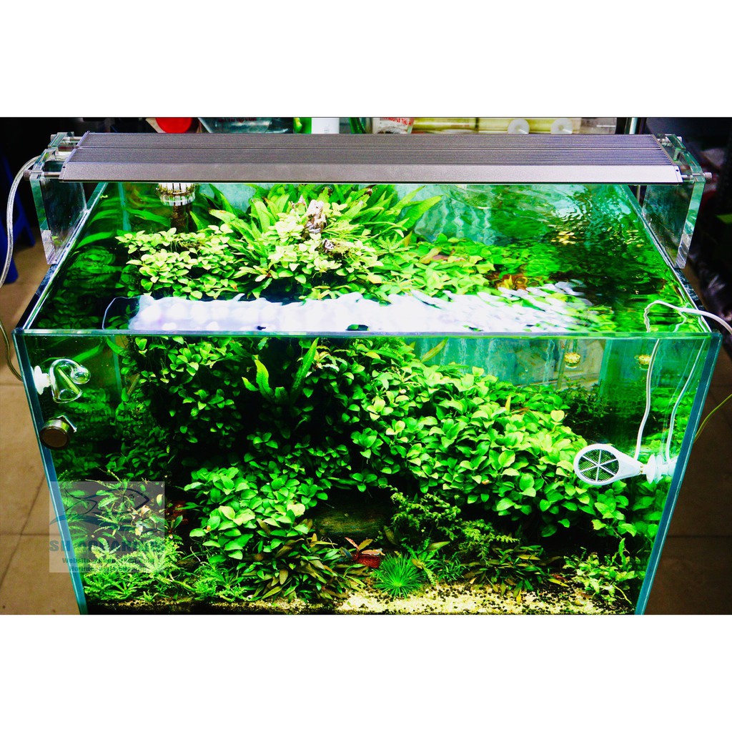 ĐÈN WEEK AQUA M900 PRO