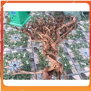 [Siêu Rẻ] Lũa gốc Sa Tùng