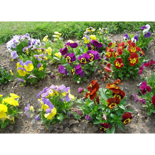 Hạt Giống Hoa Pansy Mix - 50 Hạt