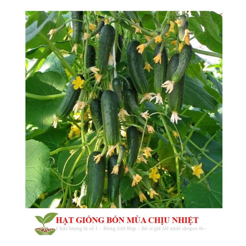GÓI 10 HẠT GIỐNG DƯA CHUỘT CHÙM SIÊU TRÁI MK