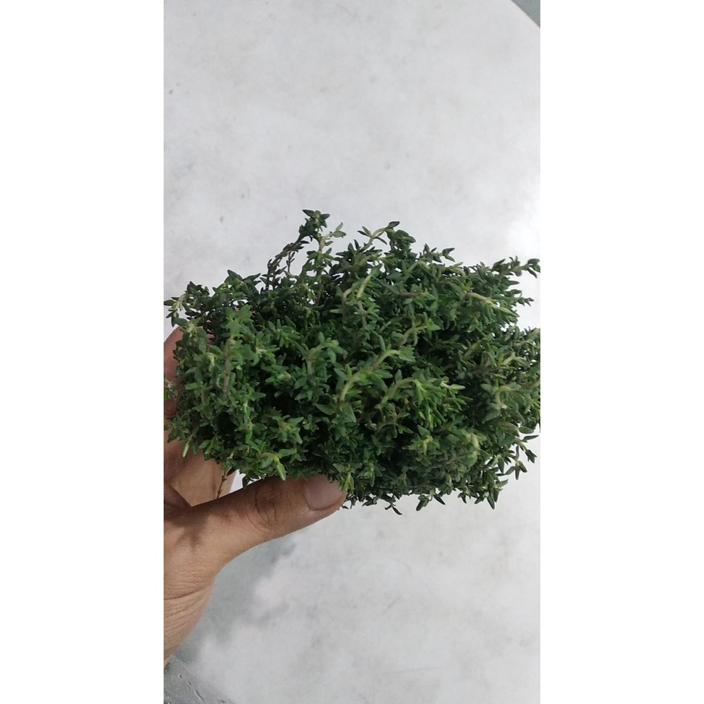 Lá tươi Thyme fresh leaves Tươi Nấu Ăn ,Giâm Cành Trồng 100g