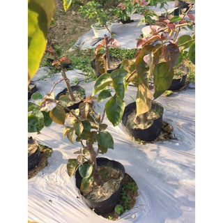 Hoa Giấy Đổi Màu ( Cây giống)