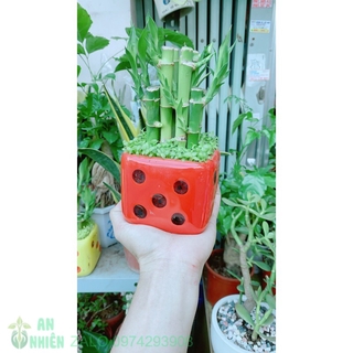 Chậu trúc phát tài xúc xắc đỏ